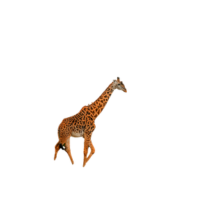 A Giraffe Standing In A Field – cat PNG with transparent background