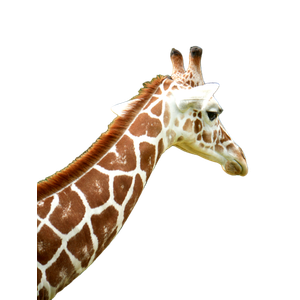 A Giraffe Standing Next To A Forest Filled With Trees – cat PNG with transparent background