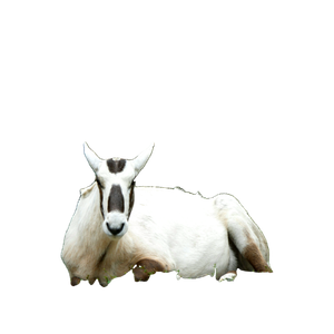 A Goat With Long Horns Laying In The Grass – cat PNG with transparent background