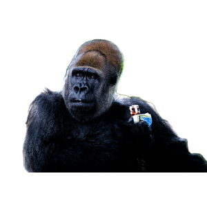 A Gorilla Sitting On Top Of A Rock Next To A Tree – cat PNG with transparent background