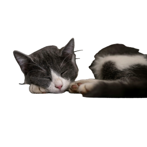 A Gray And White Cat Sleeping On A Couch