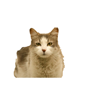 A Gray And White Cat Standing In A Room - Cat PNG image with transparent background