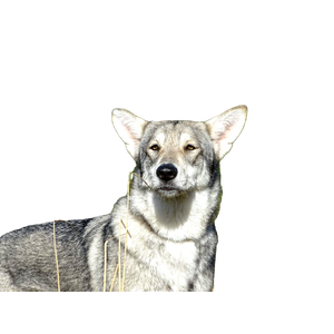 A Gray And White Dog Standing In A Field