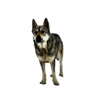 A Gray And White Dog Standing In The Snow