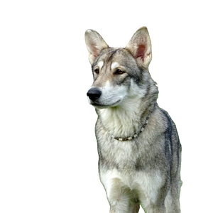 A Gray And White Dog Standing On Top Of A Lush Green Field