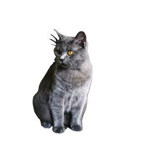 A Gray Cat Sitting On Top Of A Rug - Cat PNG image with transparent background