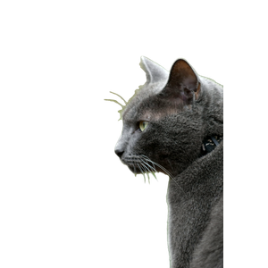 A Gray Cat With Green Eyes Staring Off Into The Distance - Cat PNG image with transparent background