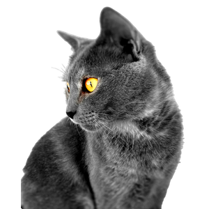 A Gray Cat With Yellow Eyes Sitting Down – cat PNG with transparent background