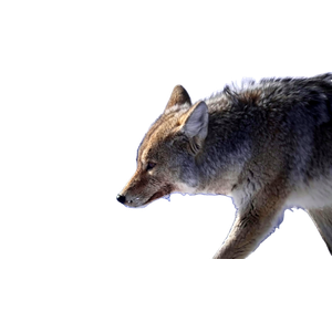 A Gray Wolf Walking Across A Snow Covered Field