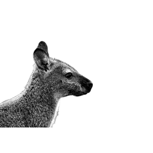A Grey And White Animal – cat PNG with transparent background