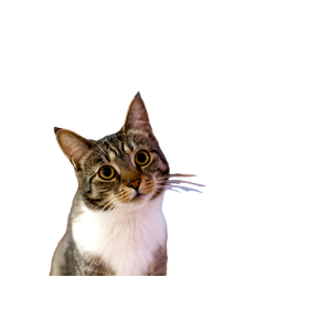 Related cat image: A Grey And White Cat Sitting On Top Of A Wooden Floor