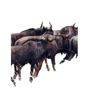 A Group Of Animals With Horns – cat PNG with transparent background