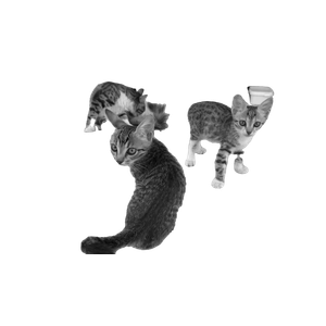 A Group Of Cats – cat PNG with transparent background