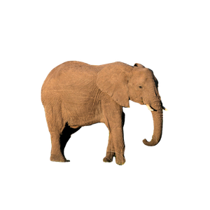 A Group Of Elephants Walk Through A Grassy Field – cat PNG with transparent background