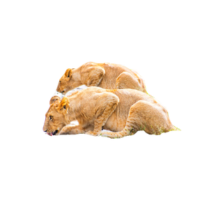 A Group Of Lions Drinking Water From A Puddle – cat PNG with transparent background