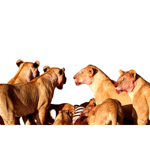 A Group Of Lions Eating A Zebra In A Field – cat PNG with transparent background