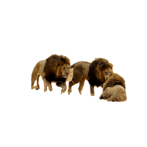 Related cat image: A Group Of Lions In A Field 1