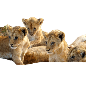 Related cat image: A Group Of Lions Lying Down 4