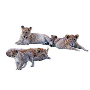 A Group Of Lions Lying In The Grass – cat PNG with transparent background