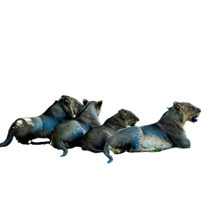 A Group Of Lions Sitting Next To A River – cat PNG with transparent background