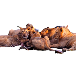 Related cat image: A Group Of Lions Sitting On Top Of A Lush Green Field 1