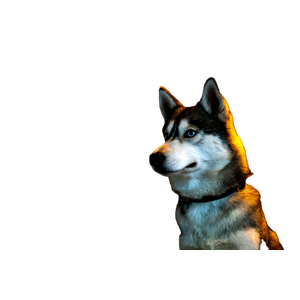 Related cat image: A Husky Dog Sitting In Front Of A Brick Wall