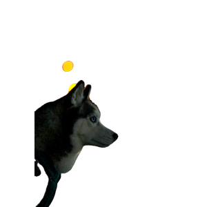 A Husky Dog Standing On A Street At Night – cat PNG with transparent background