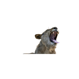 A Hyena With Its Mouth Open – cat PNG with transparent background