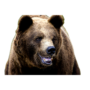 A Large Brown Bear Standing Next To A Lush Green Forest