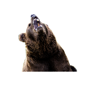 A Large Brown Bear Standing On Its Hind Legs