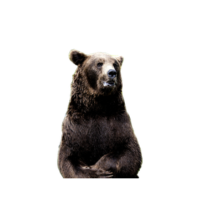 A Large Brown Bear Standing On Its Hind Legs