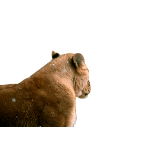 A Large Brown Bear Standing On Top Of A Grass Covered Field