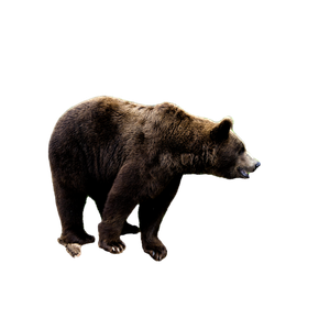 A Large Brown Bear Standing On Top Of A Rock