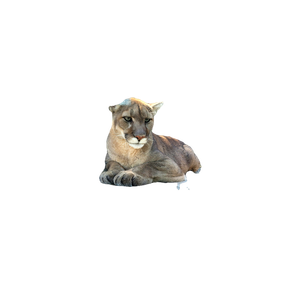A Large Cat Sitting On Top Of A Tree Stump – cat PNG with transparent background