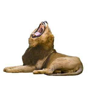 A Large Lion Laying Down In Front Of A Fence – cat PNG with transparent background