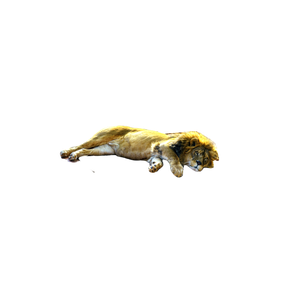 A Large Lion Laying On Top Of A Wooden Bench – cat PNG with transparent background