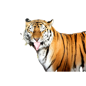 Related cat image: A Large Tiger Standing Next To A Black Bear