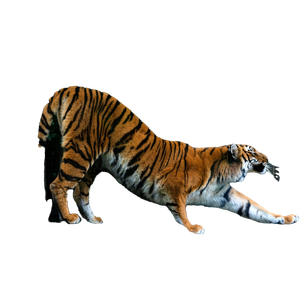 A Large Tiger Standing On Top Of A Rock - Cat PNG image with transparent background