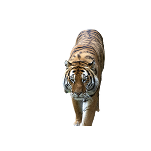 A Large Tiger Walking Across A Lush Green Forest 1 - Cat PNG image with transparent background