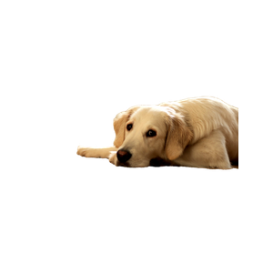 A Large White Dog Laying On The Floor – cat PNG with transparent background