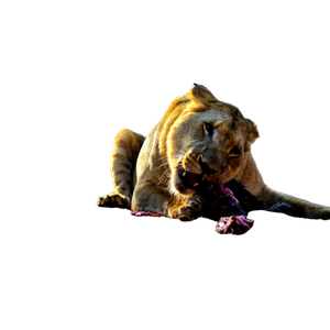 A Lion Eating A Dead Animal In The Woods – cat PNG with transparent background