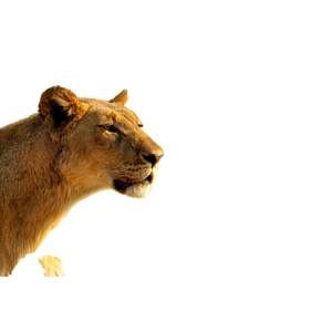 A Lion In A Field – cat PNG with transparent background