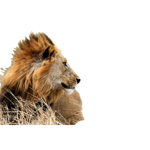 A Lion In The Grass – cat PNG with transparent background