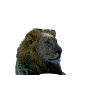 A Lion In The Grass – cat PNG with transparent background