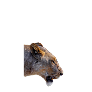 A Lion In The Wild – cat PNG with transparent background