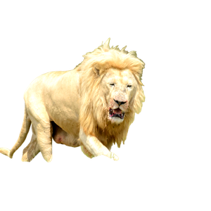 A Lion Is Running Through A Grassy Field – cat PNG with transparent background