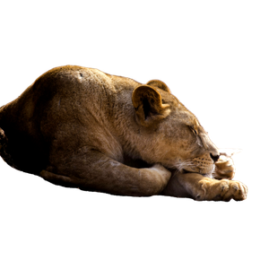 A Lion Laying Down On A Dirt Road - Cat PNG image with transparent background