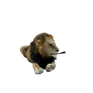 A Lion Laying Down On The Side Of A Road – cat PNG with transparent background
