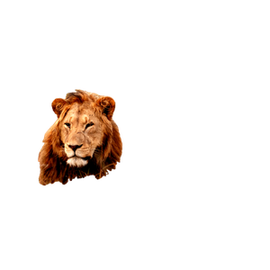 A Lion Laying In A Field Of Tall Grass – cat PNG with transparent background