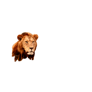 Related cat image: A Lion Laying In A Field Of Tall Grass 3